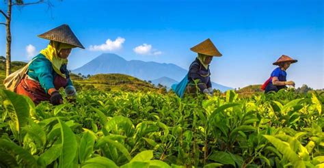 Yunlong Tea Plantation, A Serene Escape and Cultural Immersion in Zhaotong City!